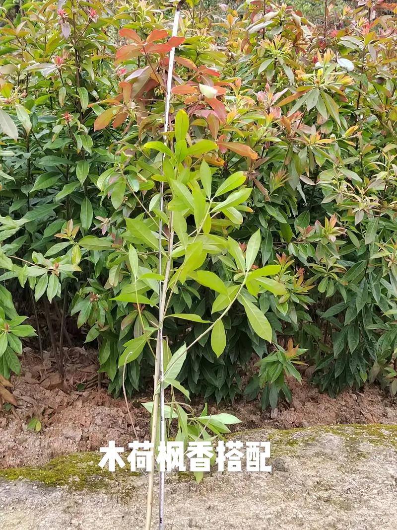 [赞][赞][赞] 3年前 0 分享 回复 安庆市恒兴(无纺布育苗袋厂) .